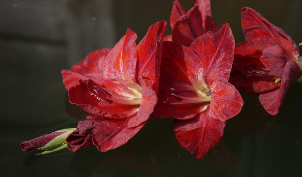 Красный цветок гладиолуса лежит в воде