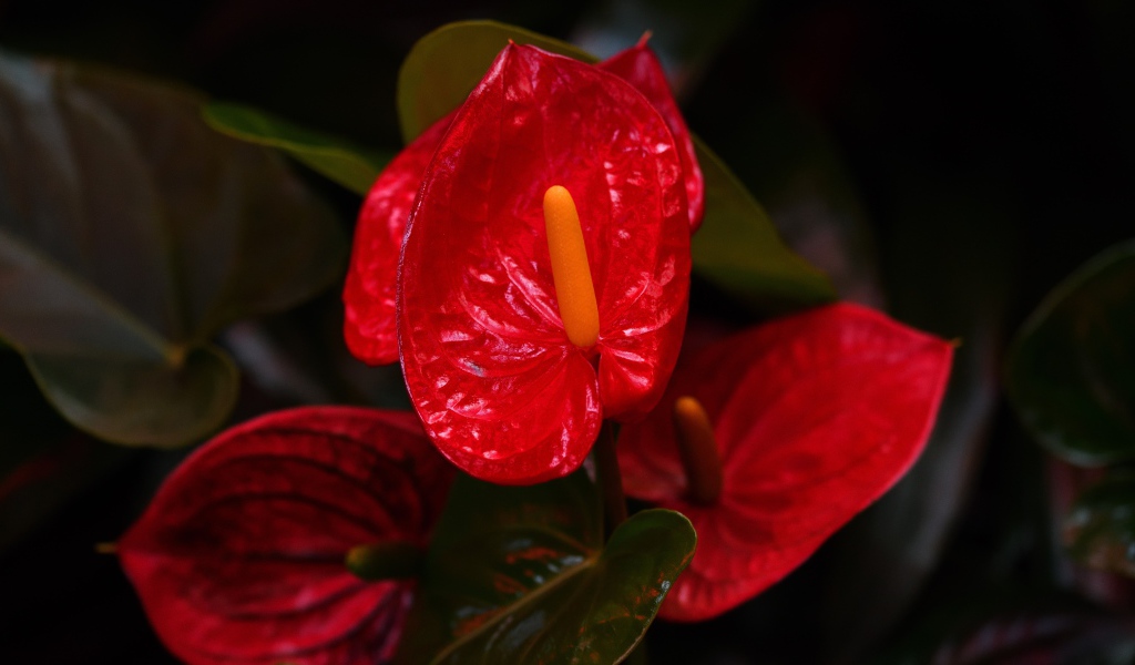 Красные комнатные цветы антуриум крупным планом