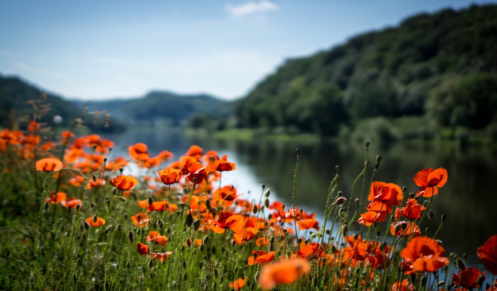 Красные маки в лучах солнца у реки