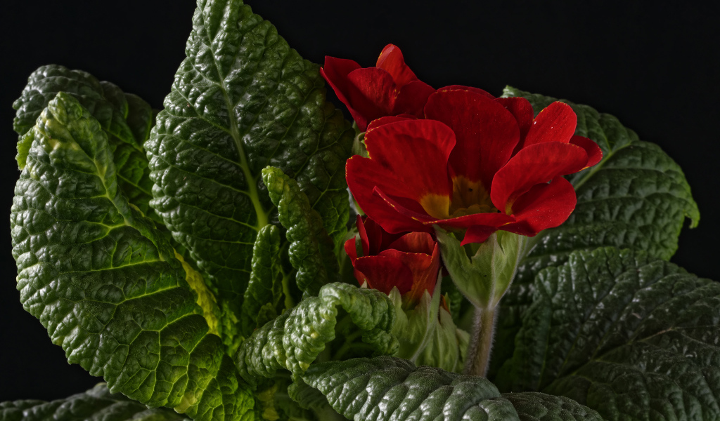 Красный цветок примулы в зеленых листьях на черном фоне