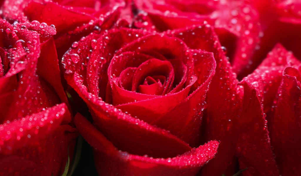 Бутоны красной розы в каплях росы крупным планом