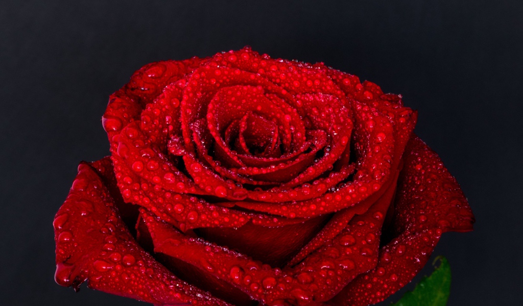 Цветок красной розы в каплях воды на сером фоне