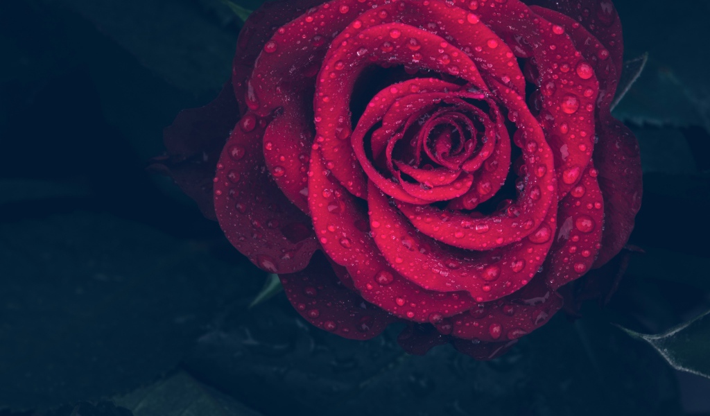 Красная роза в каплях воды на лепестках 