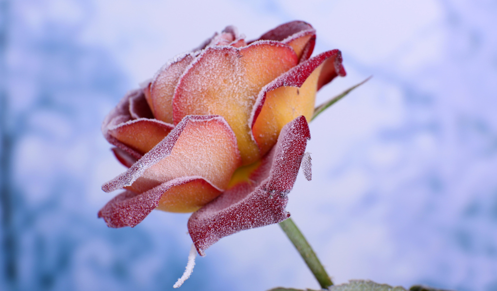 Лепестки красной розы покрыты инеем 