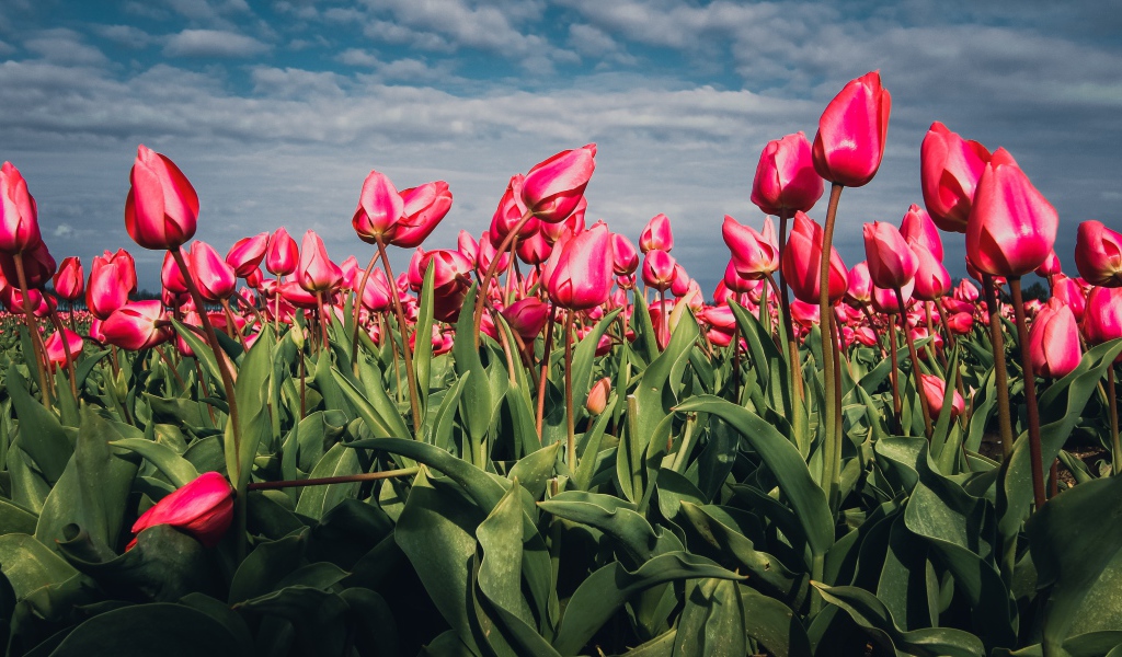 Красные тюльпаны на поле под голубым небом