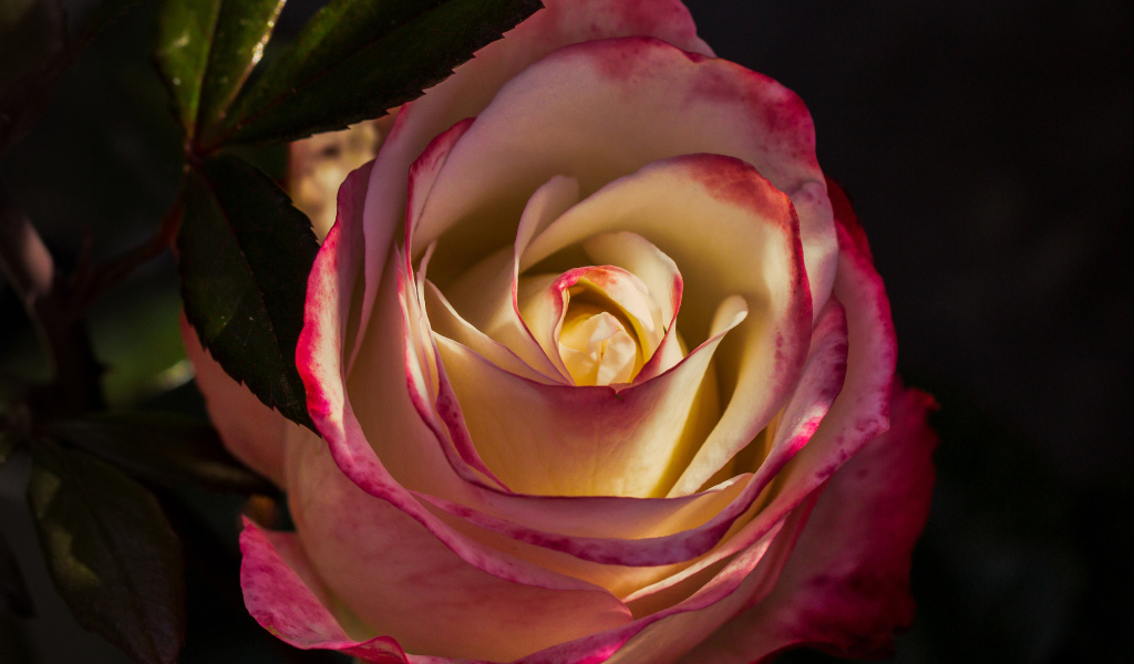 Роза с нежными бело-розовыми лепестками крупным планом