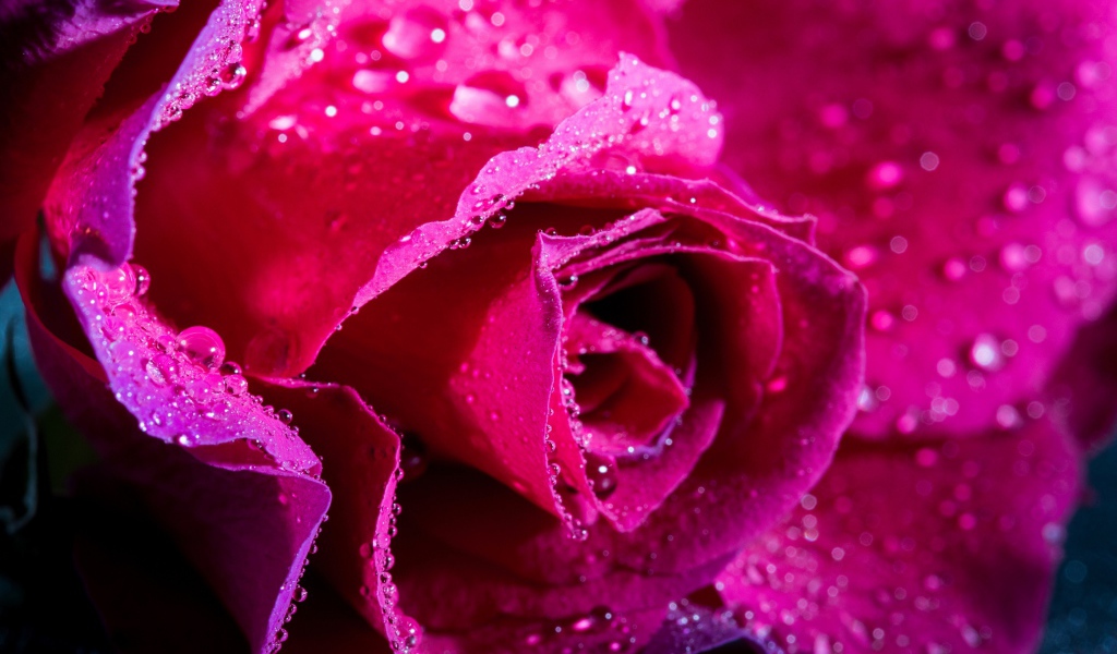 Нежная розовая роза в каплях росы крупным планом