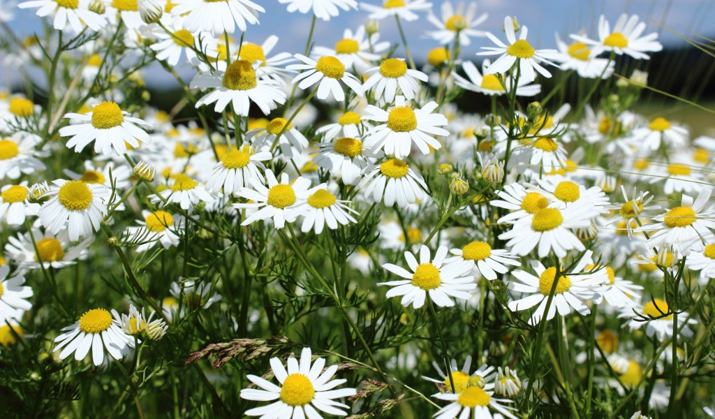 Нежные белые полевые ромашки крупным планом