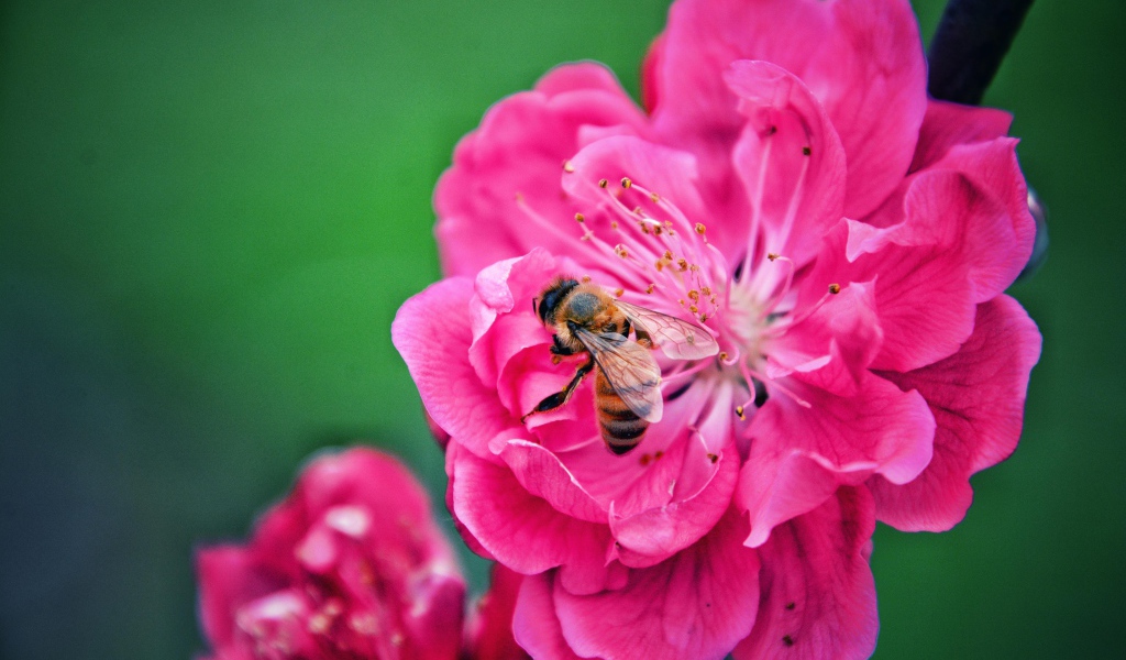 Пчела сидит на розовом цветке на зеленом фоне