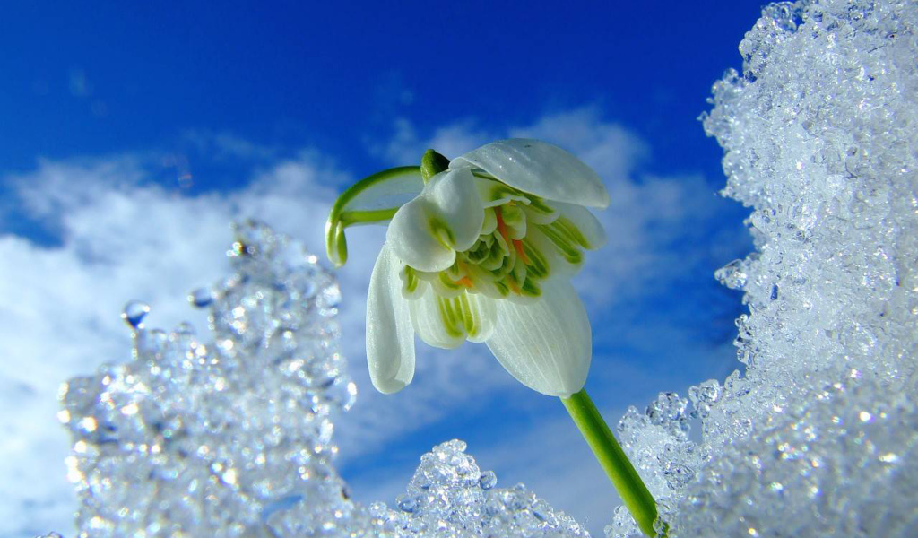 Первый весенний подснежник под снегом на фоне голубого неба