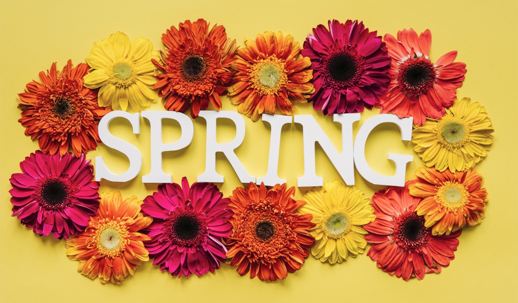 Надпись на английском весна с цветами герберы 