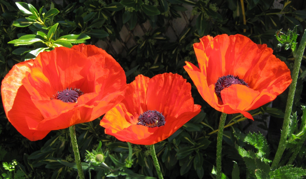 Три красивых красных мака в лучах солнца