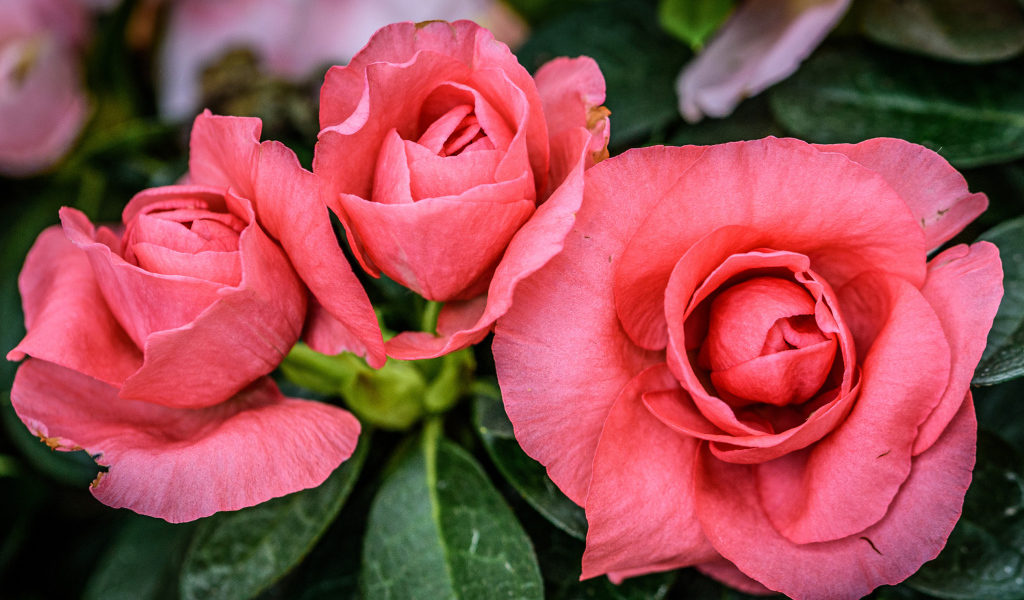 Три нежных розовых цветка бегонии крупным планом