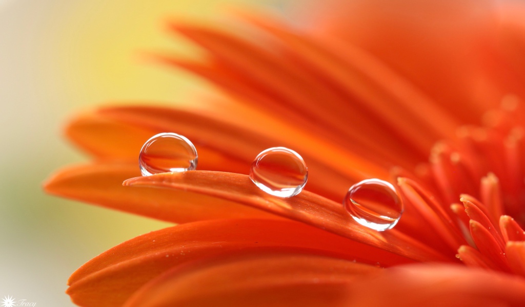 Три капли воды на лепестках оранжевой герберы