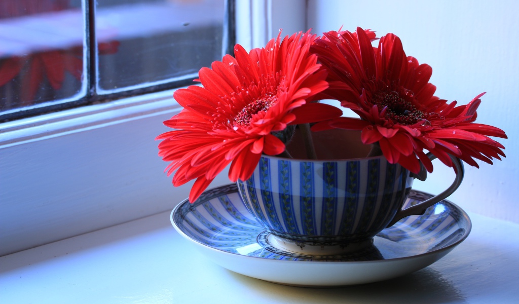 Три цветка красной герберы в чашке на подоконнике 