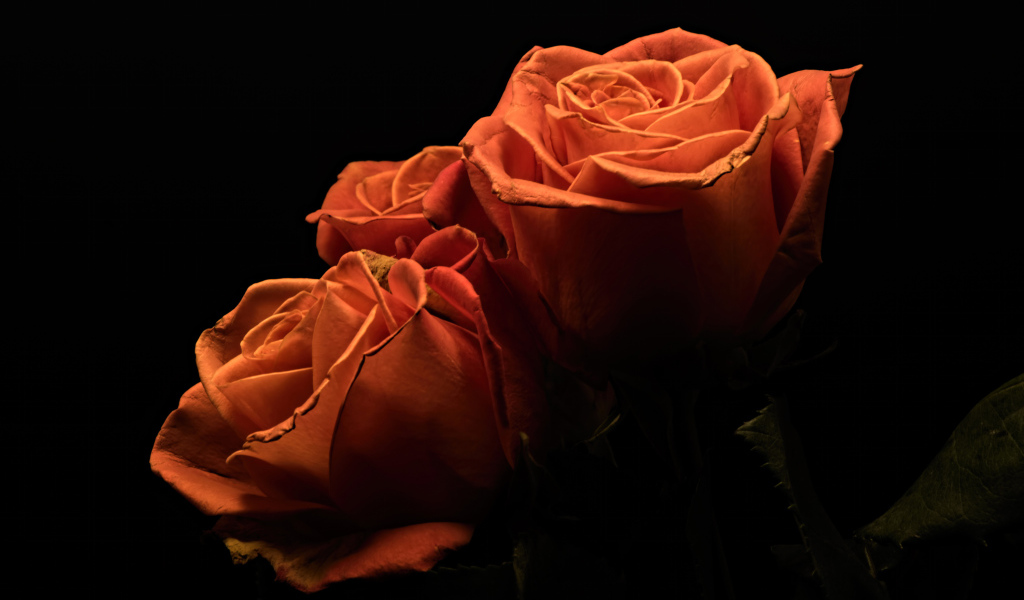 Три оранжевые розы на черном фоне 