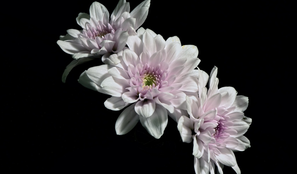 Три розовых цветка хризантемы на черном фоне