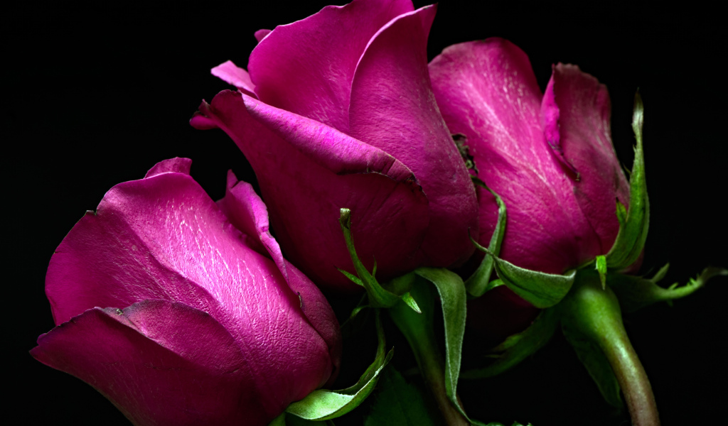 Три розовые розы на черном фоне 