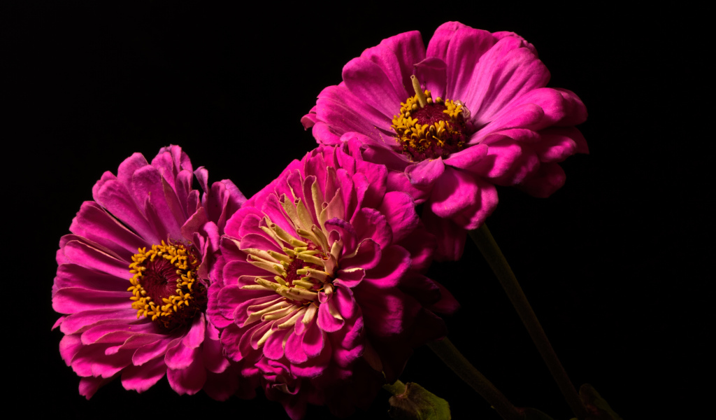 Три розовых цветка циннии на черном фоне