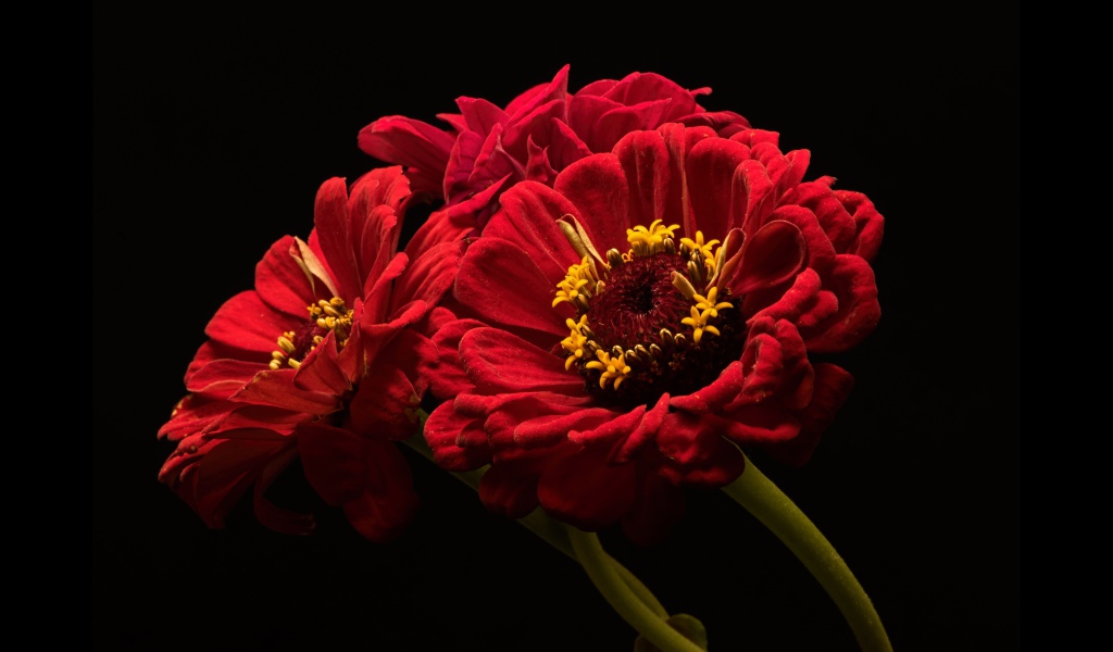 Три красных цветка цинии на черном фоне