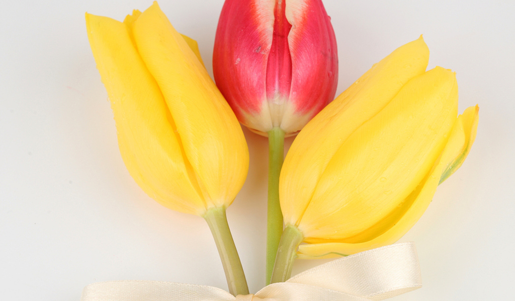 Три тюльпана с бантом на сером фоне