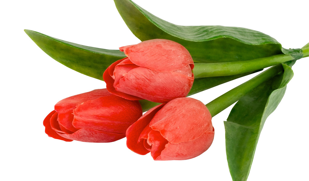 Три тюльпана с зелеными листьями на белом фоне