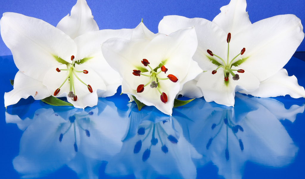 Три белые лилии отражаются в голубой поверхности 