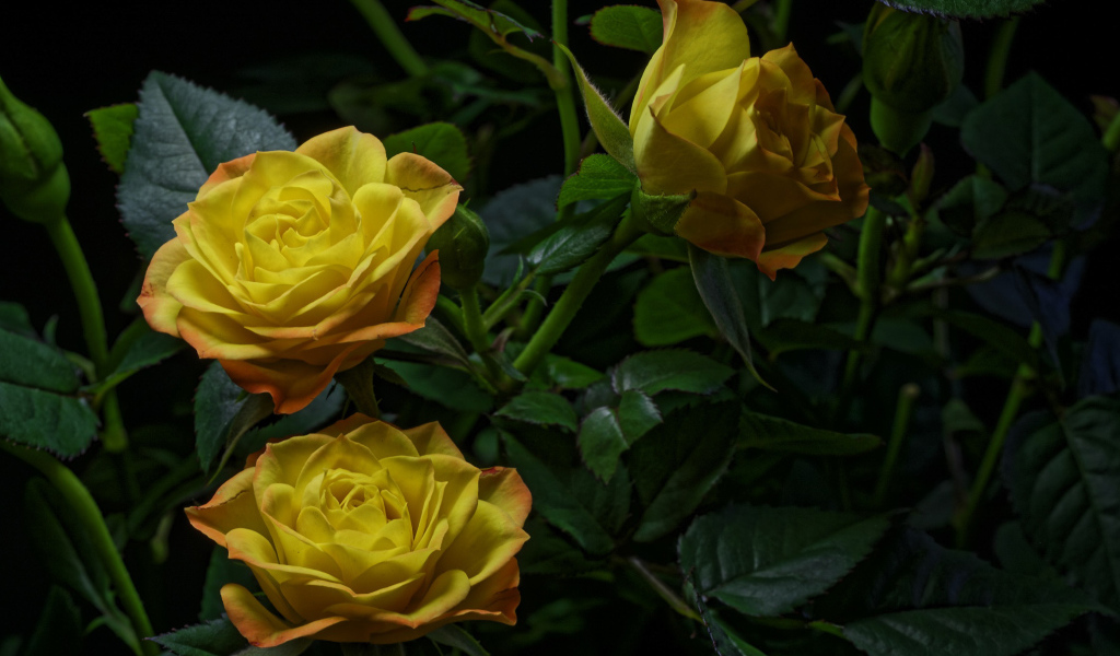 Три желтые розы с зелеными листьями на черном фоне