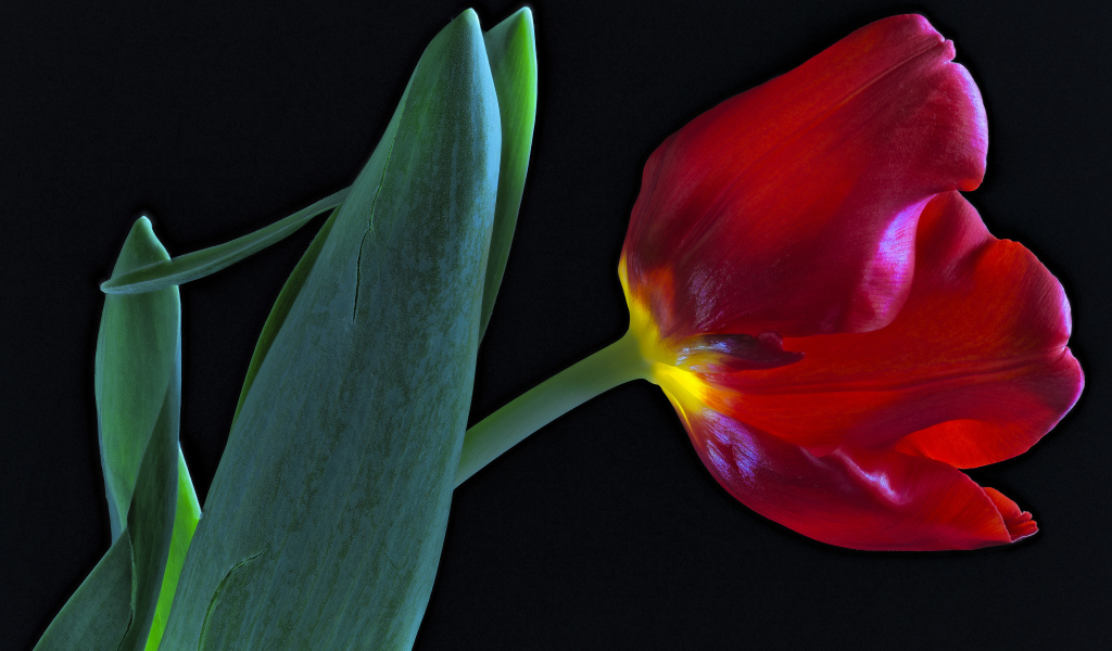 Тюльпан с зелеными листьями на черном фоне