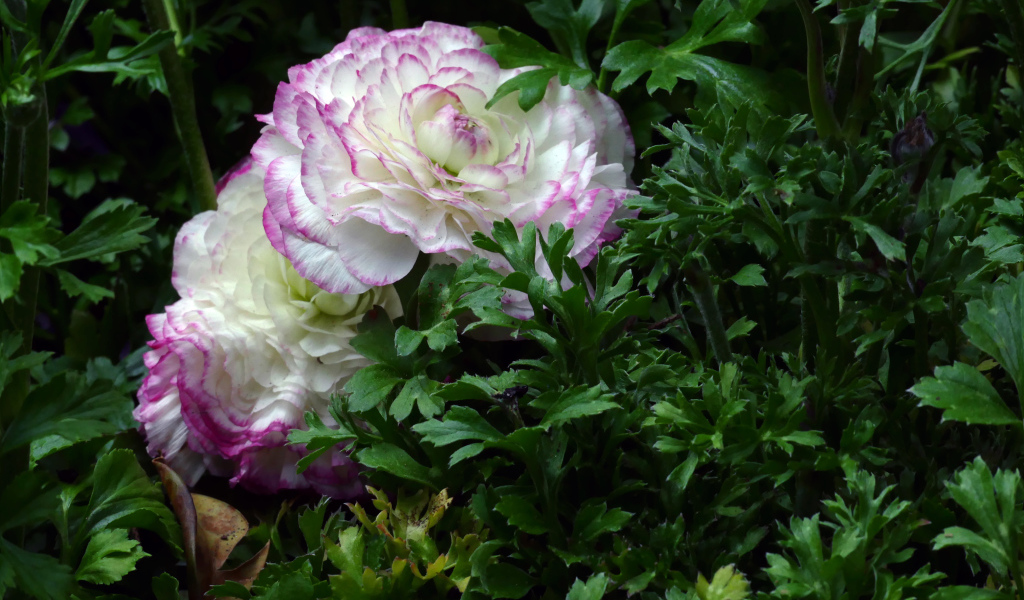 Два красивых цветка лютика в зеленых листьях 