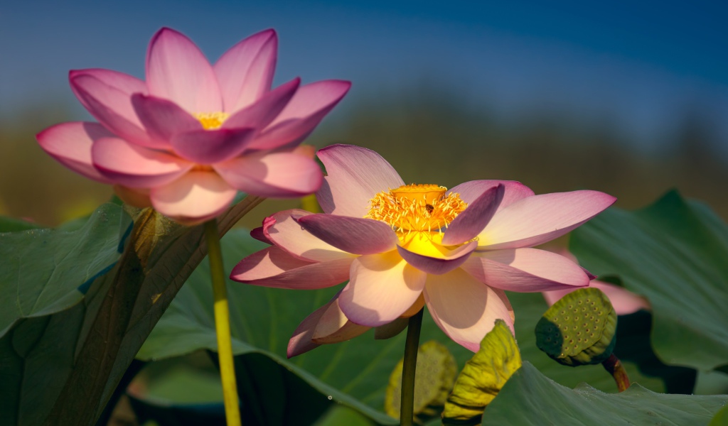 Два красивых нежных цветка лотоса в зеленых листьях