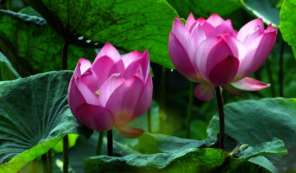 Два красивых розовых цветка водяной лилии в зеленых листьях