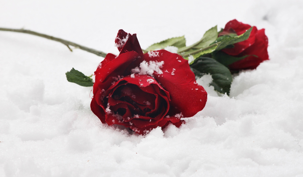 Две нежные красные розы на снегу