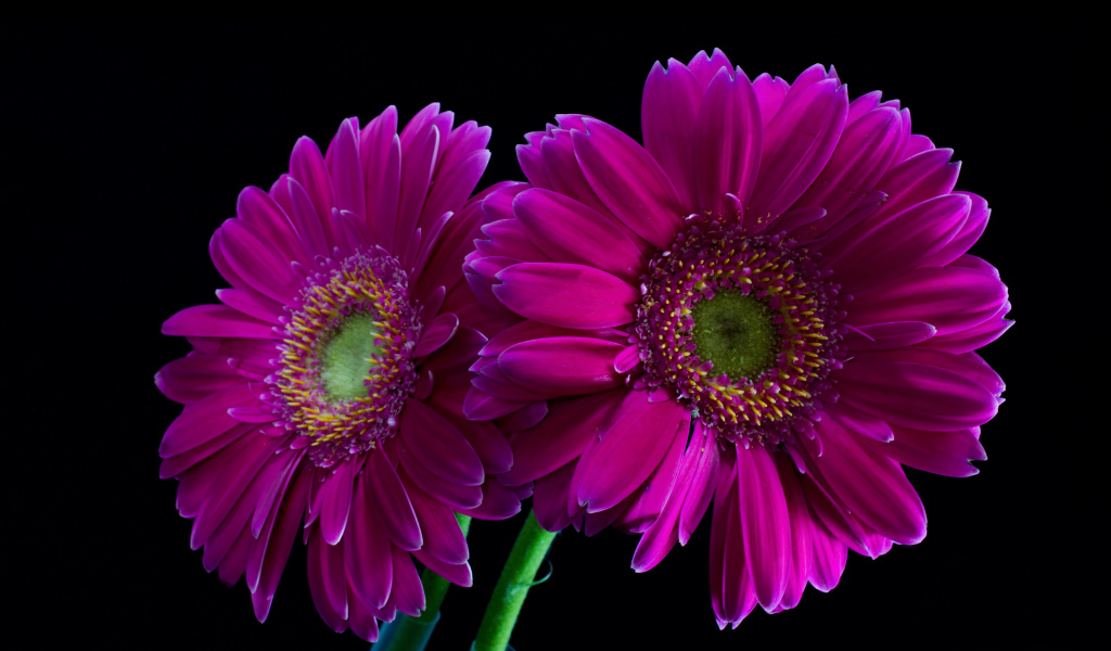 Две сиреневые герберы на черном фоне