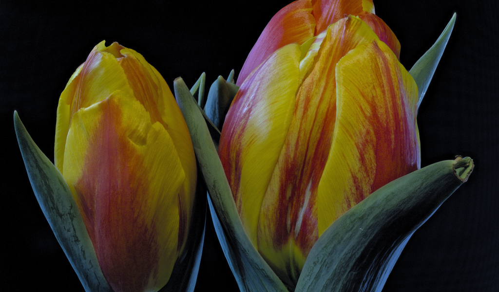 Два оранжевых тюльпана на черном фоне крупным планом