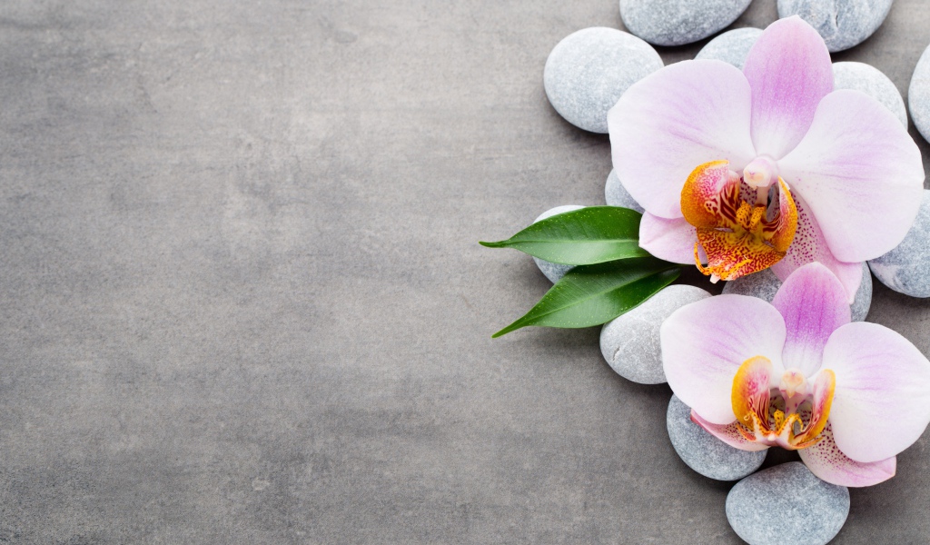 Две розовые орхидеи на камнях на сером фоне