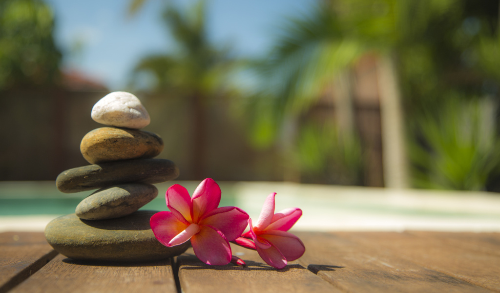 Два розовых цветка плюмерии с камнями