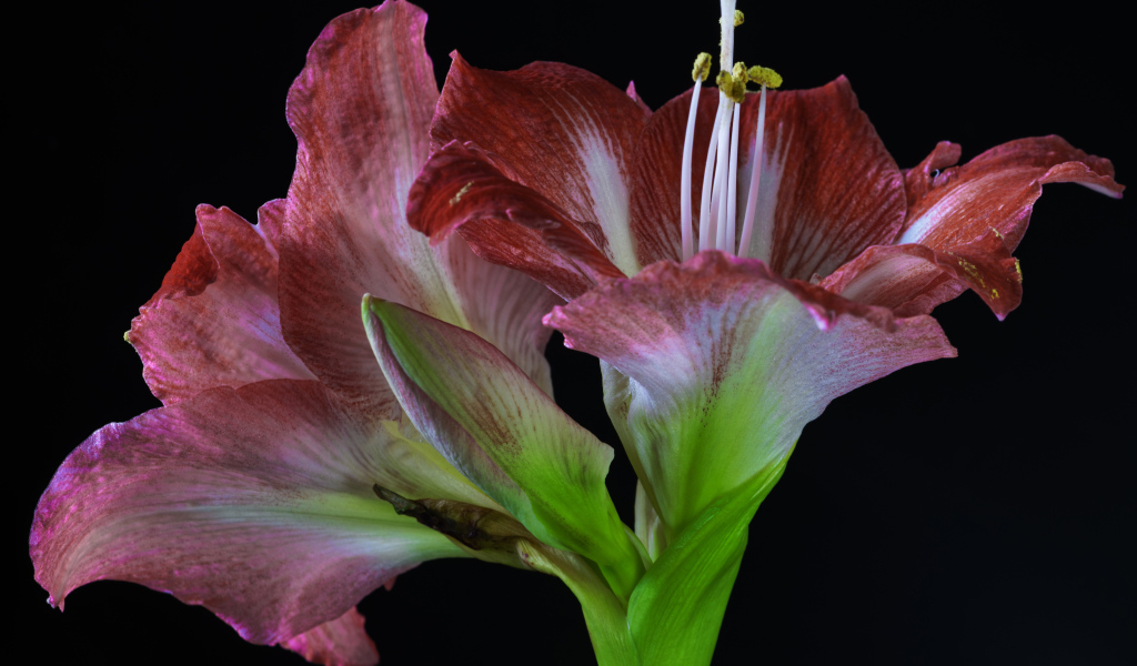 Два красных красивых цветка амариллиса на черном фоне