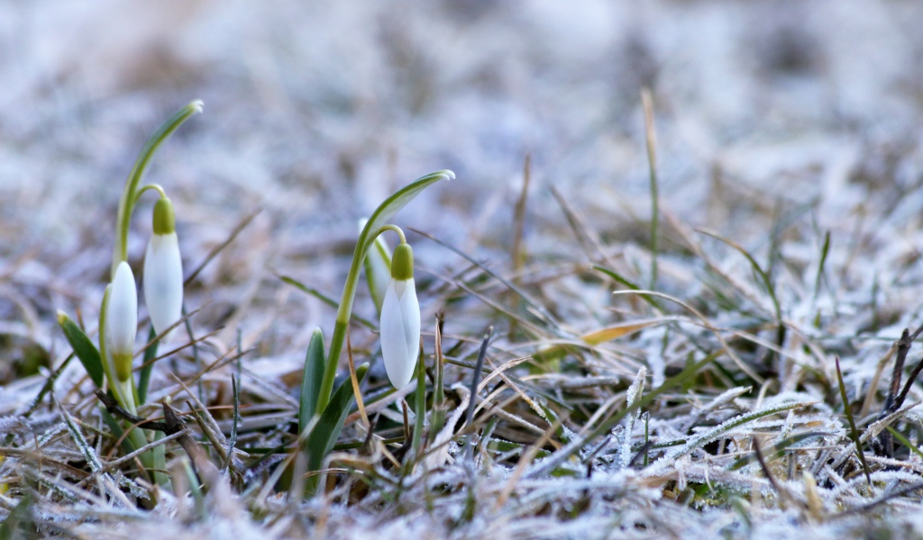 Два нежных белых подснежника на покрытой инеем траве 