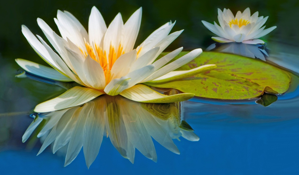 Два цветка водяной лилии отражаются в воде с зеленым листом