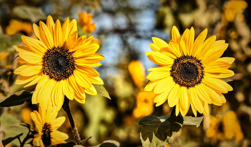 Два желтых цветка подсолнуха крупным планом