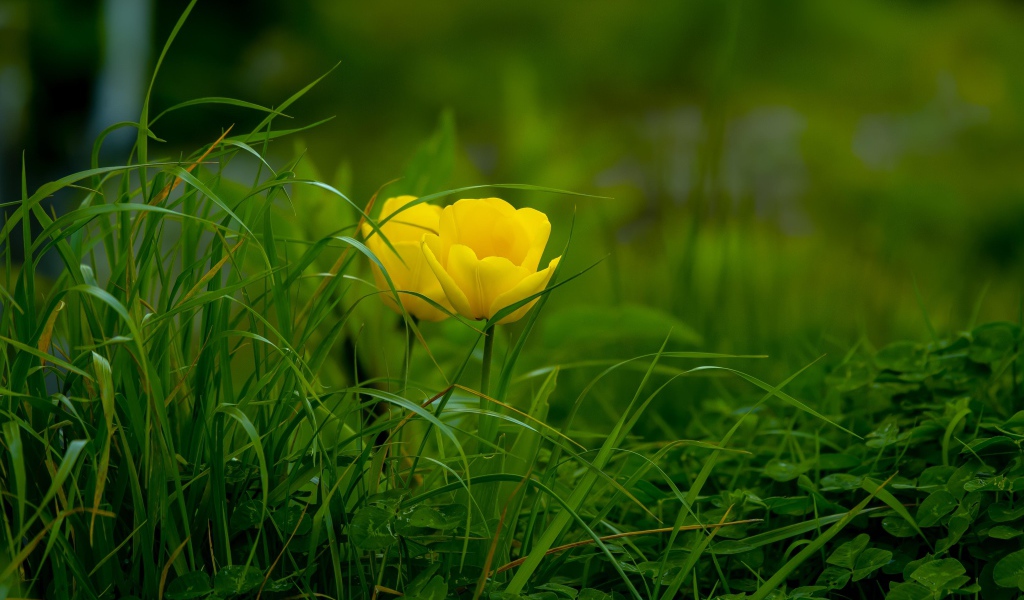 Два желтых тюльпана в зеленой траве