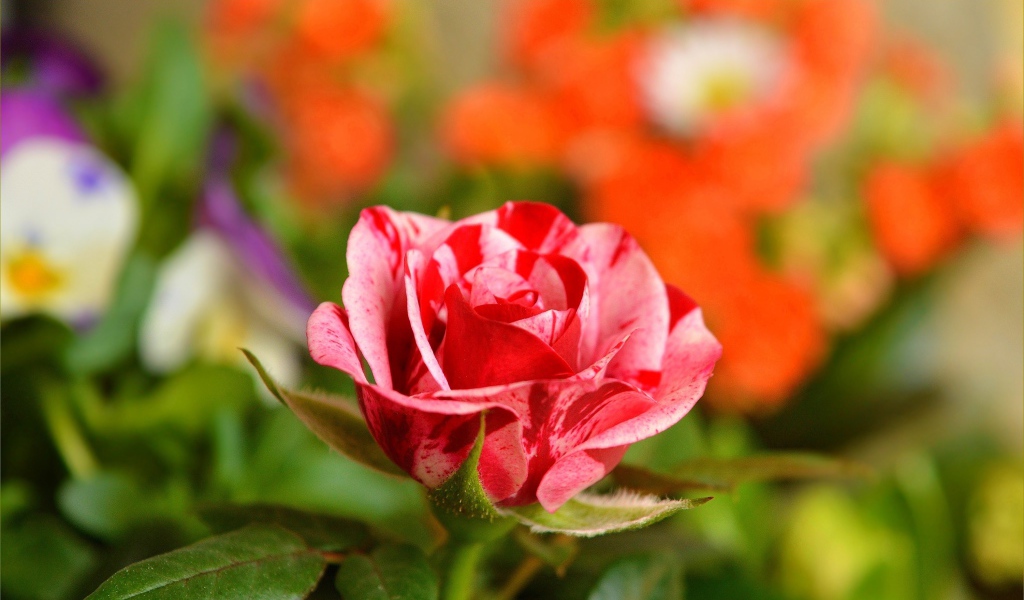 Необычная красивая роза крупным планом