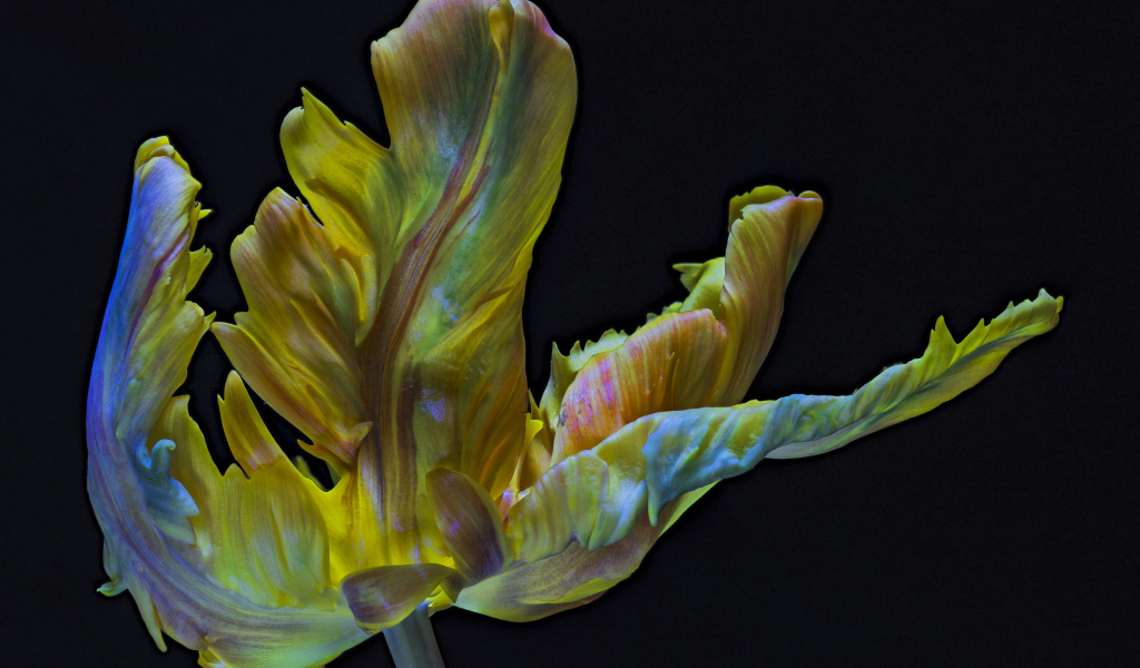 Необычный тюльпан на черном фоне крупным планом