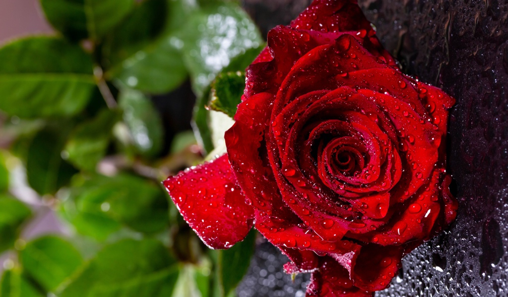 Мокрая красная роза на черной поверхности 