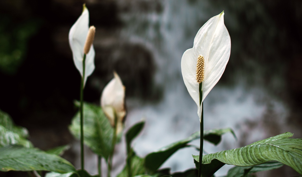 Белые цветы антуриум с зелеными листьями