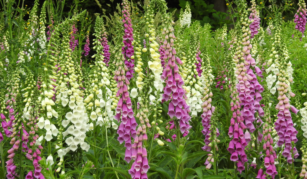 Белые и розовые цветы наперстянка крупным планом