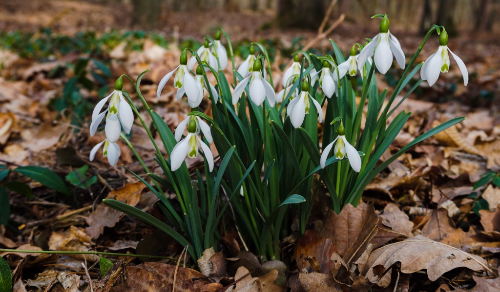 Белые красивые подснежники на сухой листве
