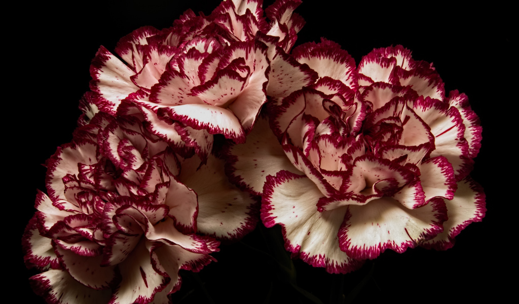 Белые гвоздики с красными ободками на черном фоне