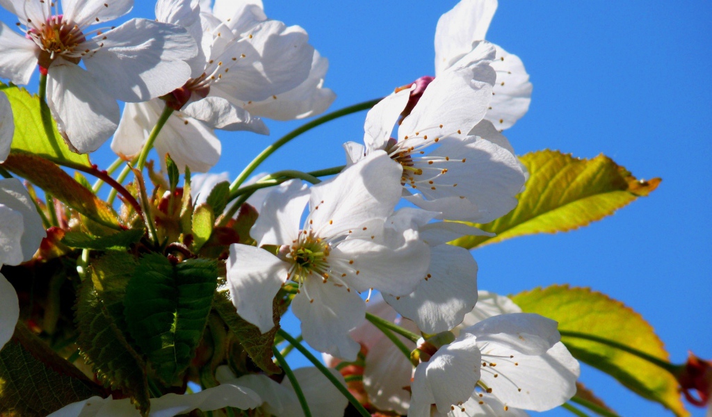 Белые цветы вишни с зелеными листьями на фоне голубого неба весной